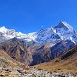 Himalayan