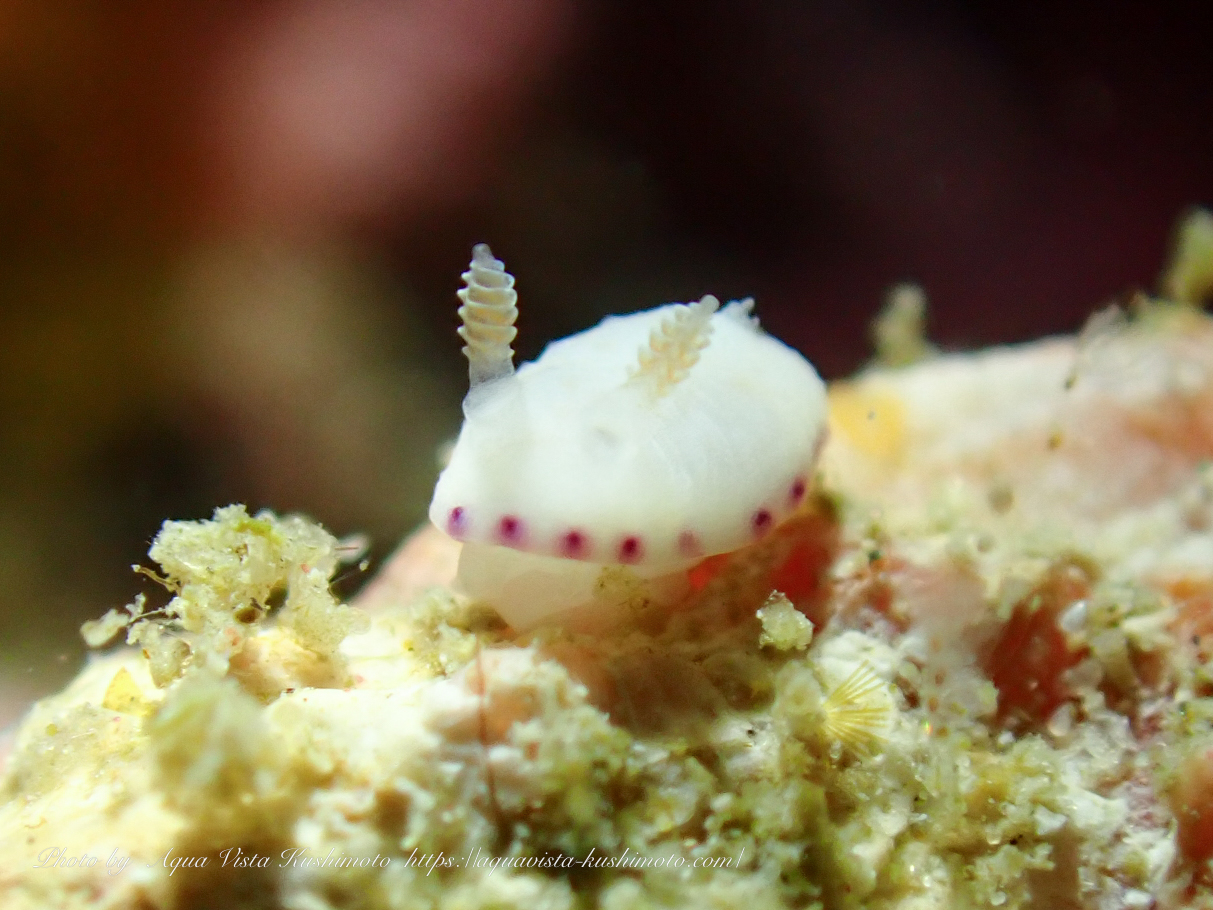 Aqua Vista Kushimoto