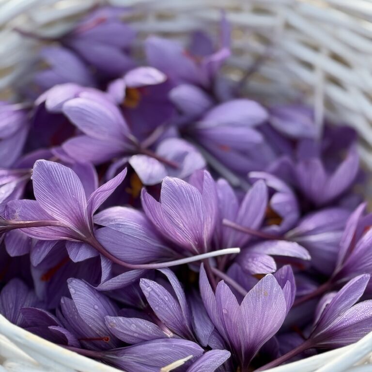 AZSAFFRON