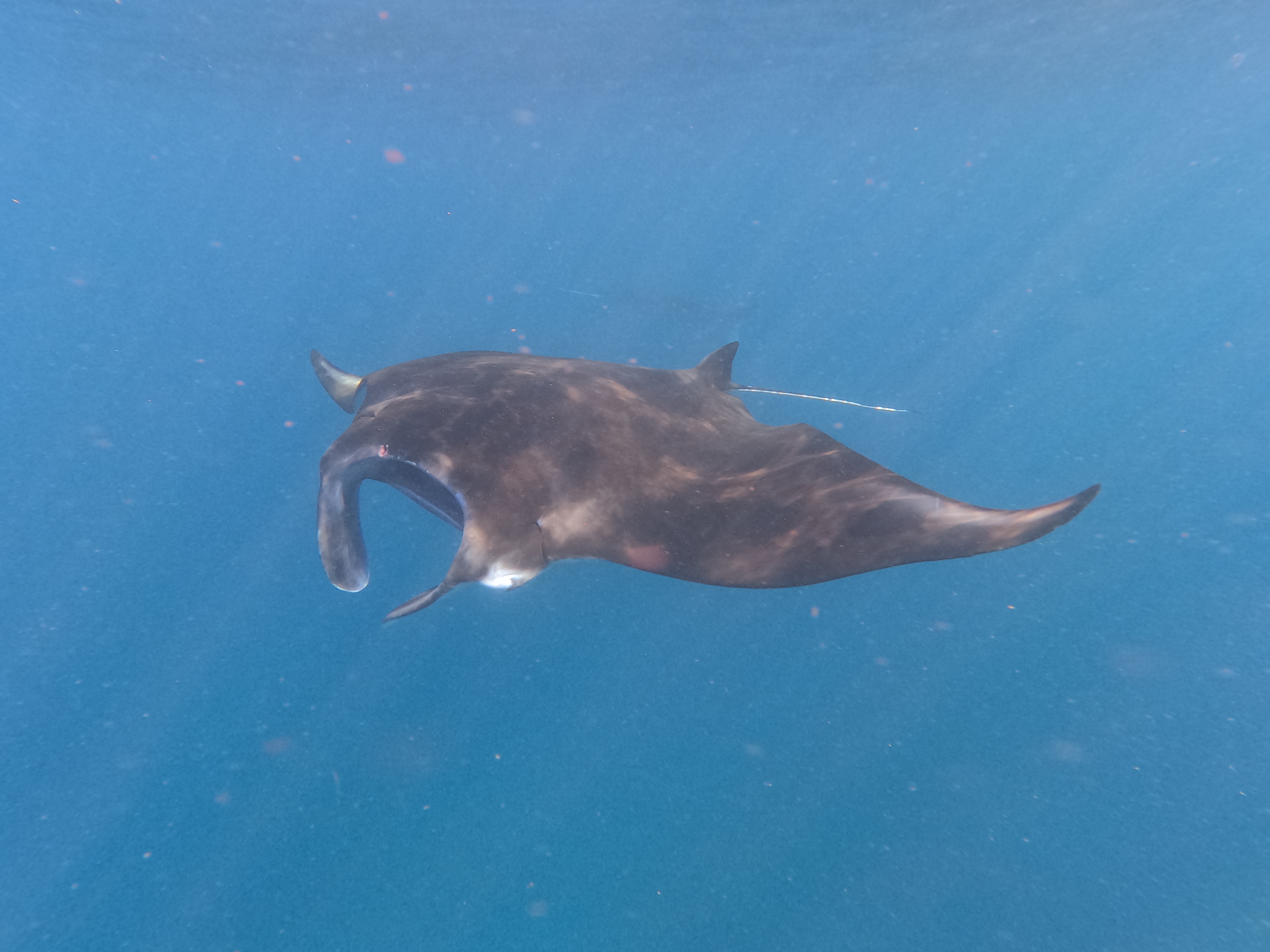 Lembongan Penida Trip