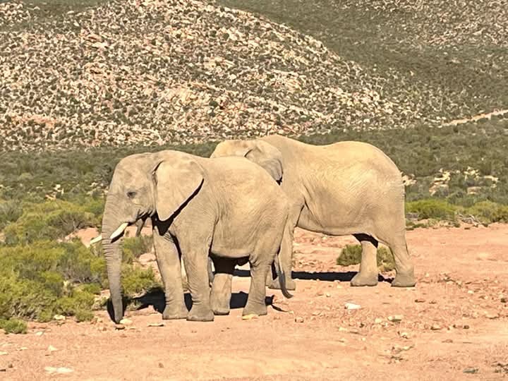 Wolf Transfers and Tours Pty