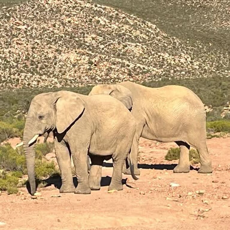 Wolf Transfers and Tours Pty