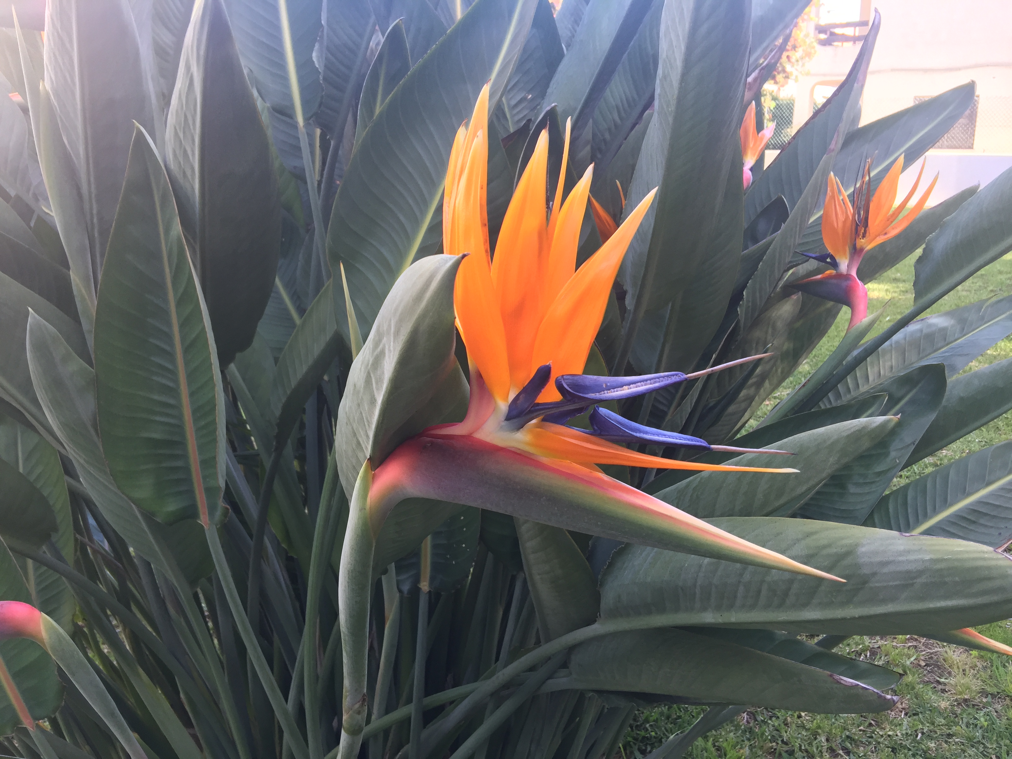 Paradise Suites Lda.