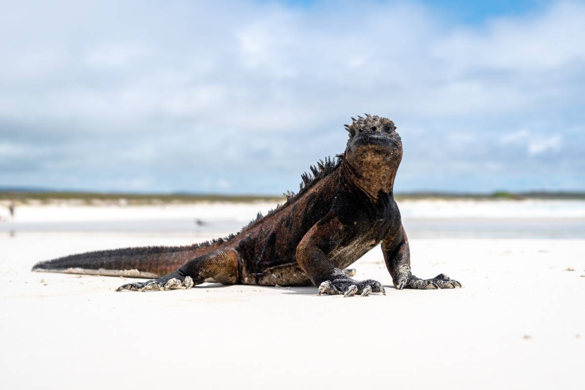 Galapagos Cruise Company