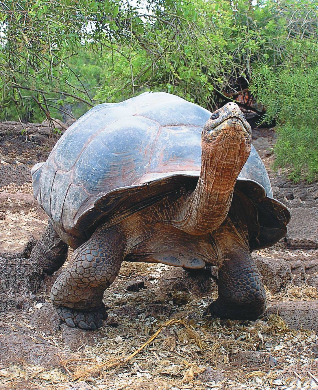 Galapagos Cruise Company