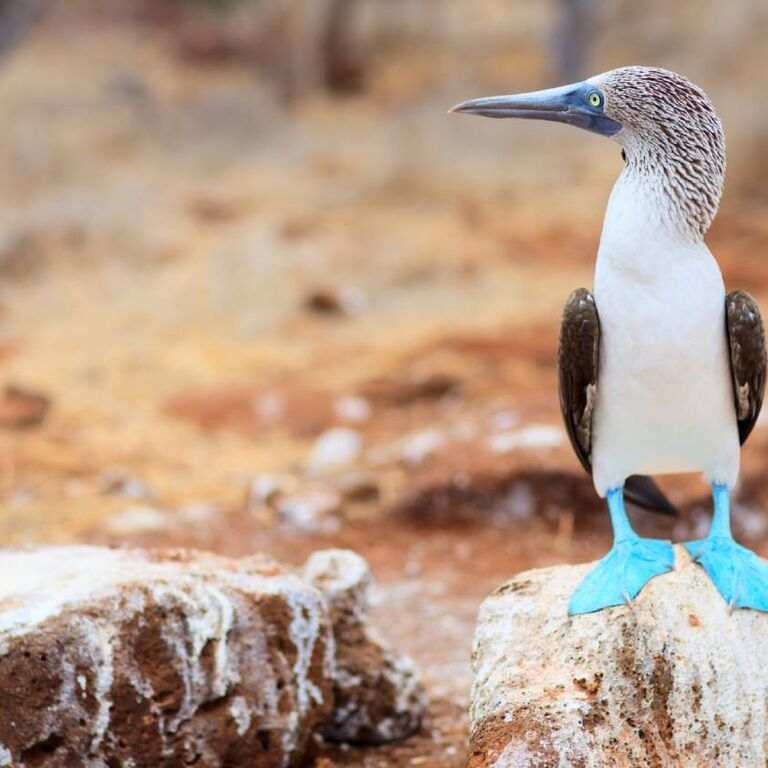 Galapagos Cruise Company