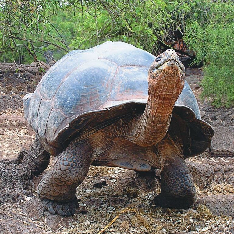 Galapagos Cruise Company