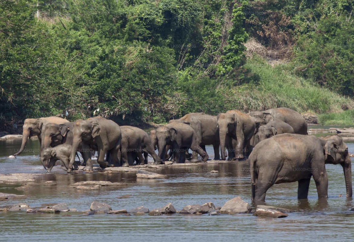 Ceylon Birdwing Tours