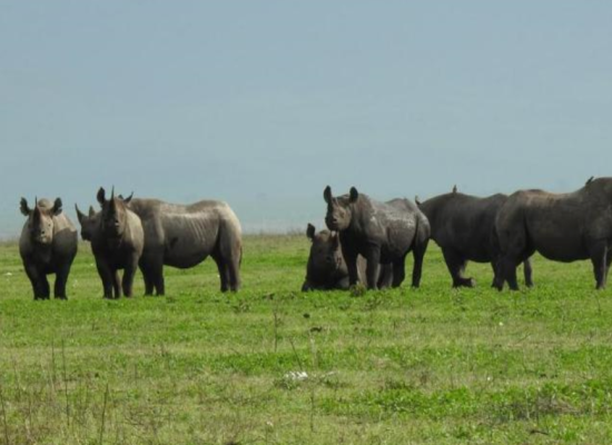 Safari Stride