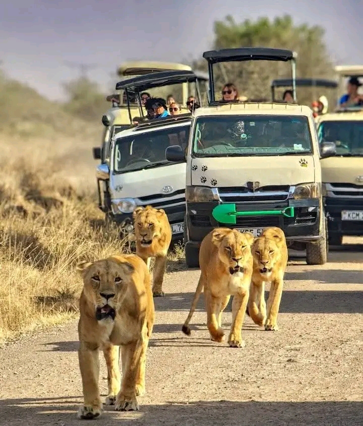 Siempre kenia safaris