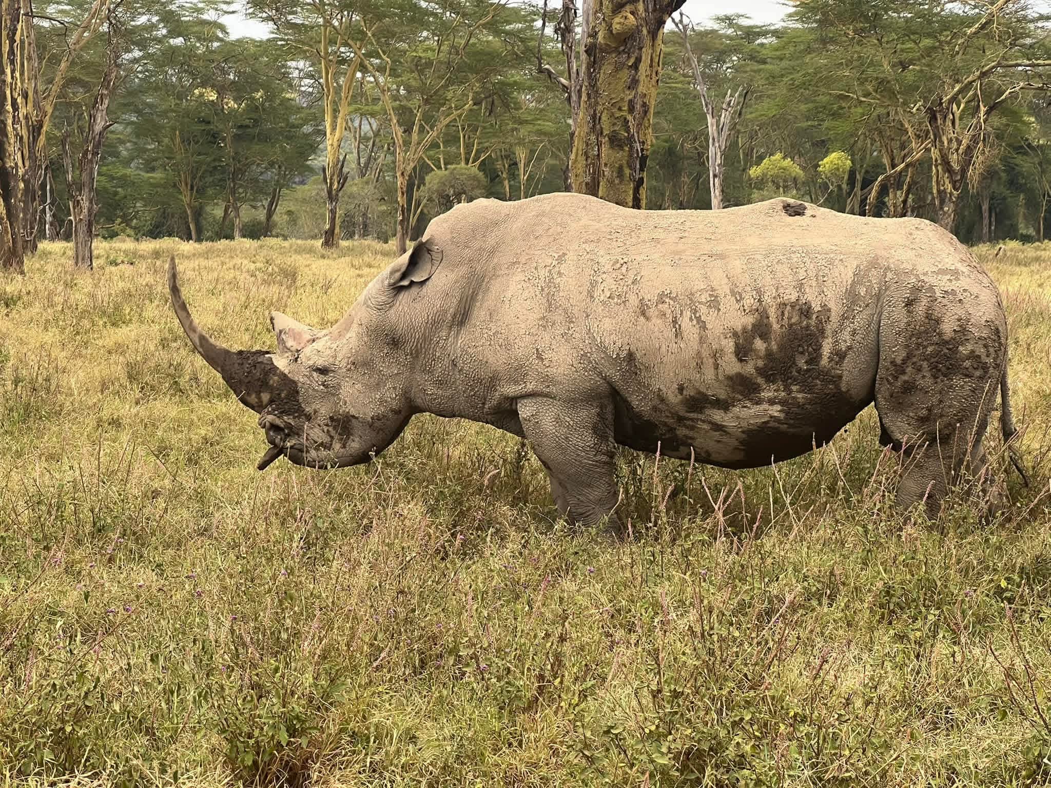 Siempre kenia safaris