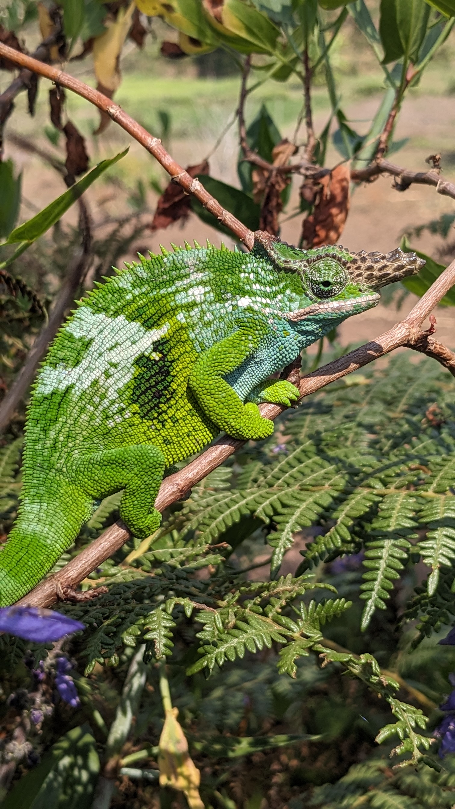 Magamba Eco-cultural tourism.