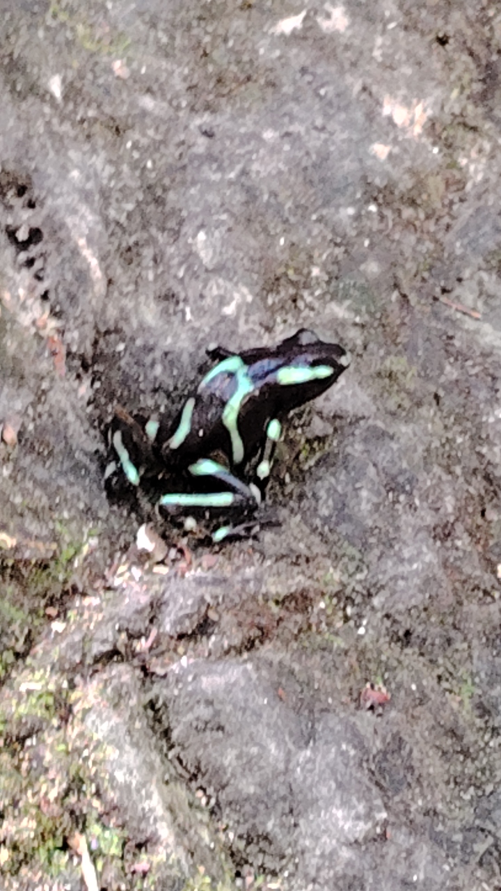 Hike 10 waterfalls in Jacó lun
