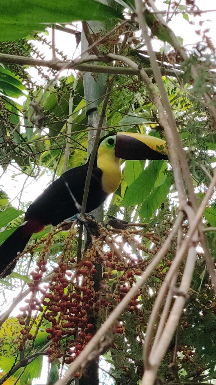 Hike 10 waterfalls in Jacó lun