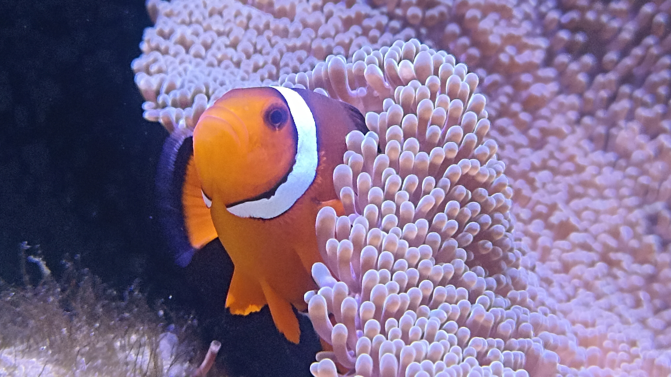 Bali Nemo Trip