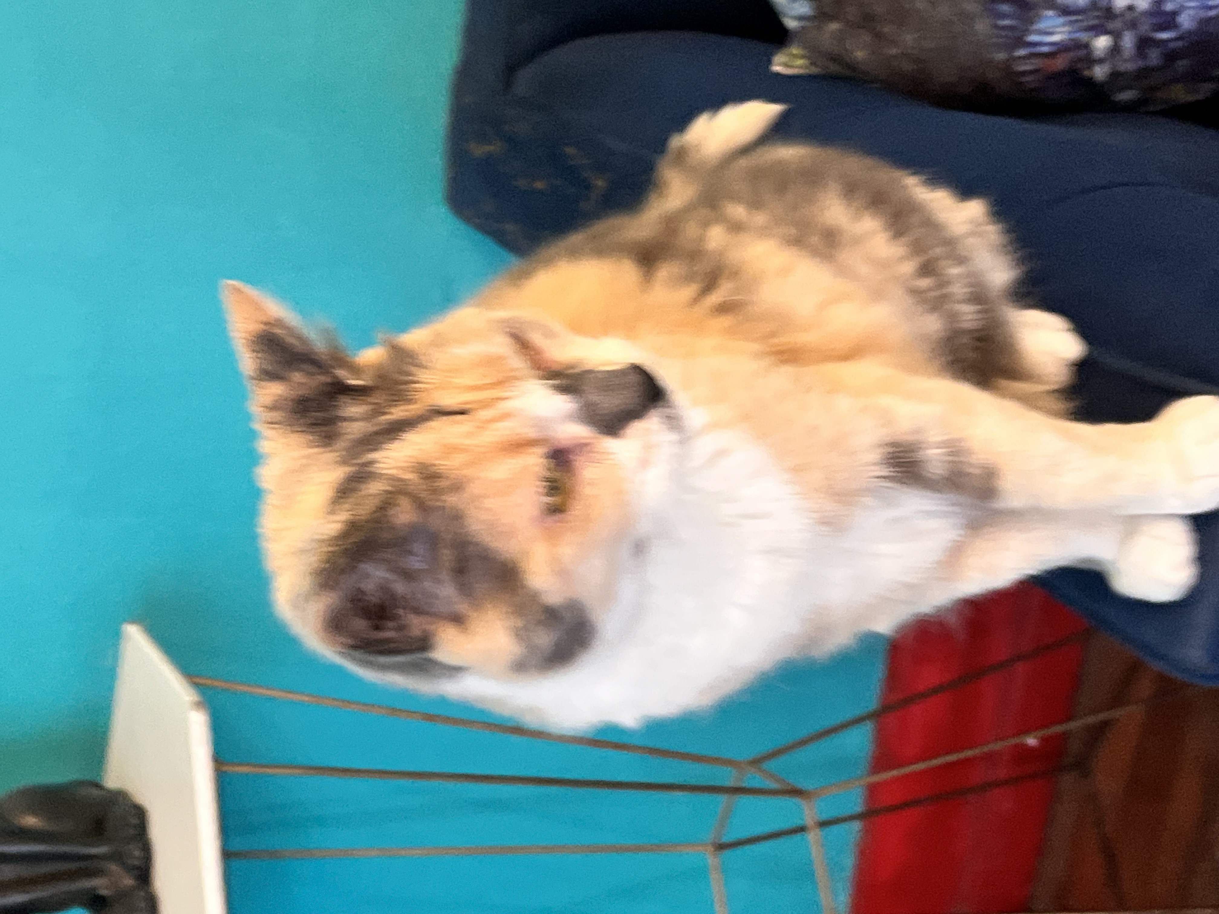 Tetería Cleopatra Chile