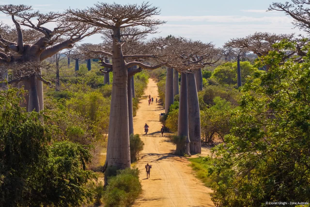 Lemurs Tour Madagascar