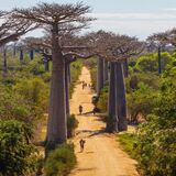 Lemurs Tour Madagascar