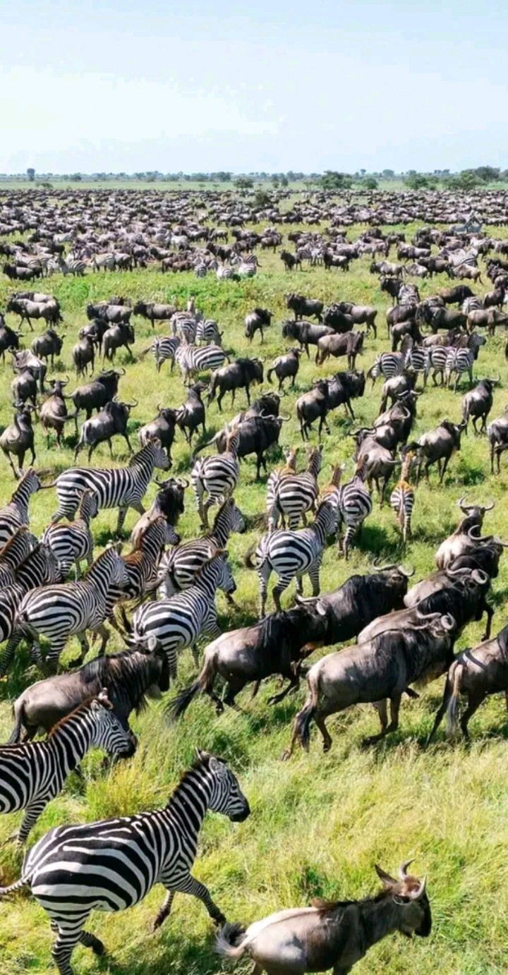 AFRICA FOOTPRINTS TANZANIA