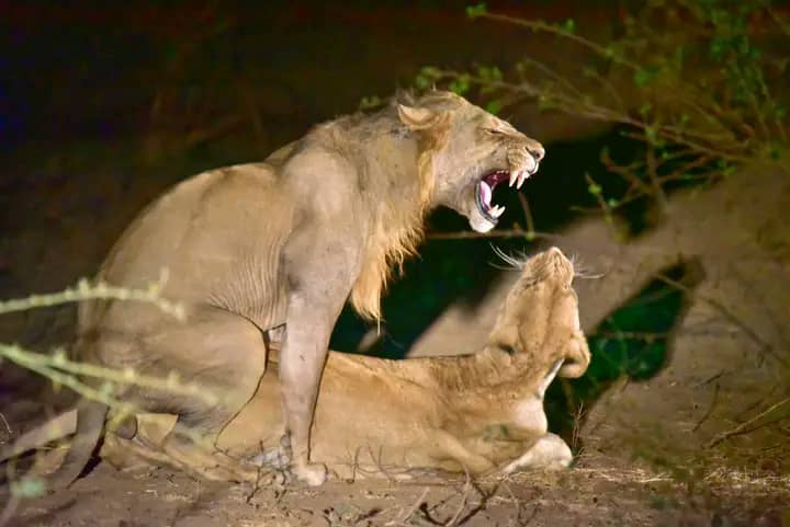 Exploration Africa Wildlife