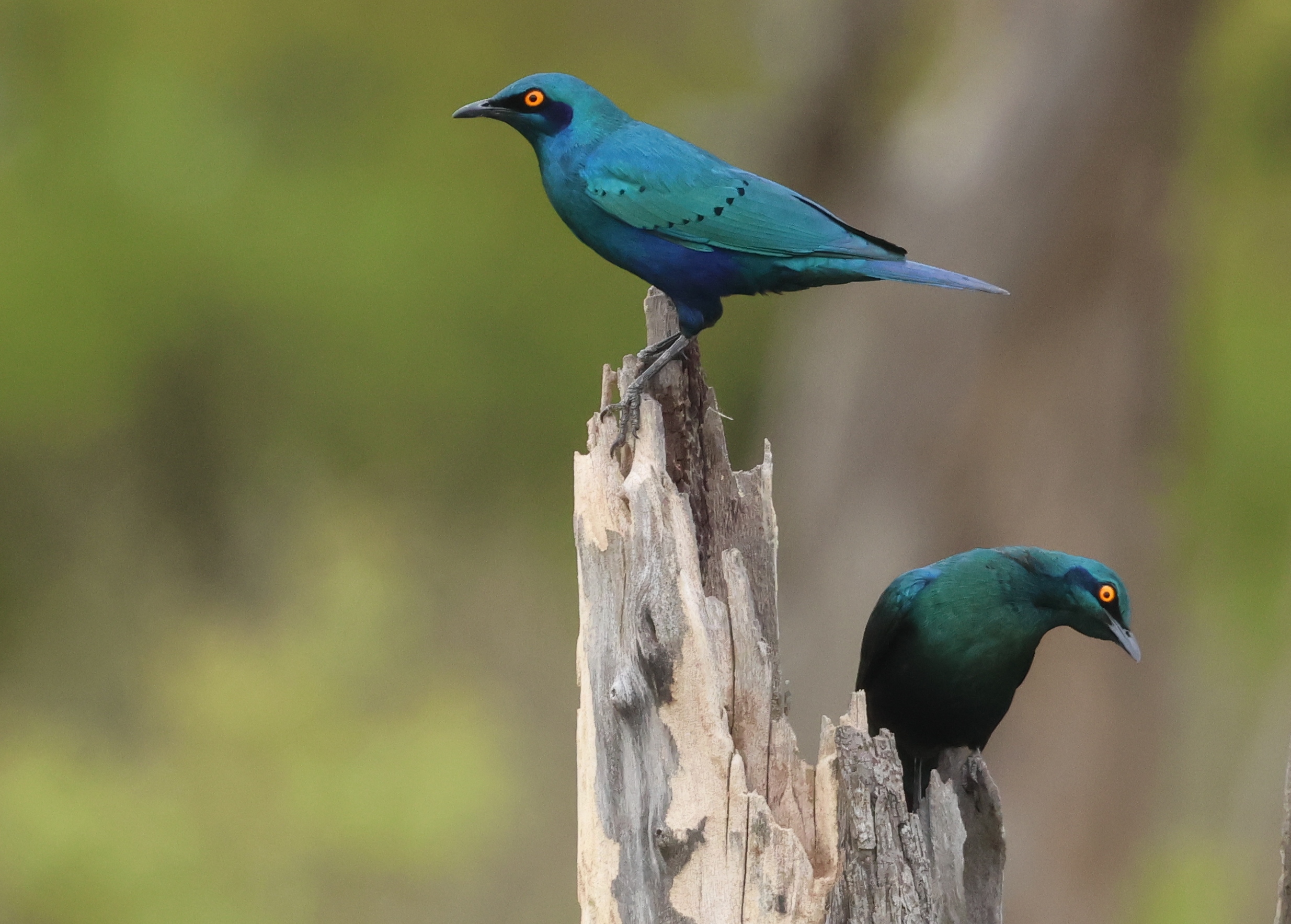 Exploration Africa Wildlife