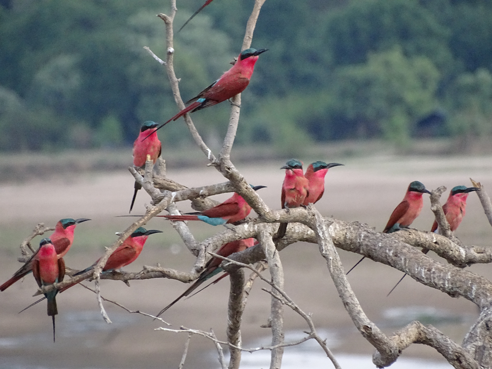 Exploration Africa Wildlife