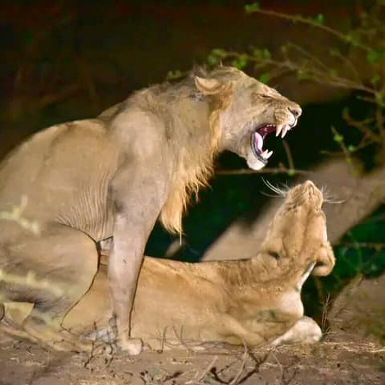 Exploration Africa Wildlife