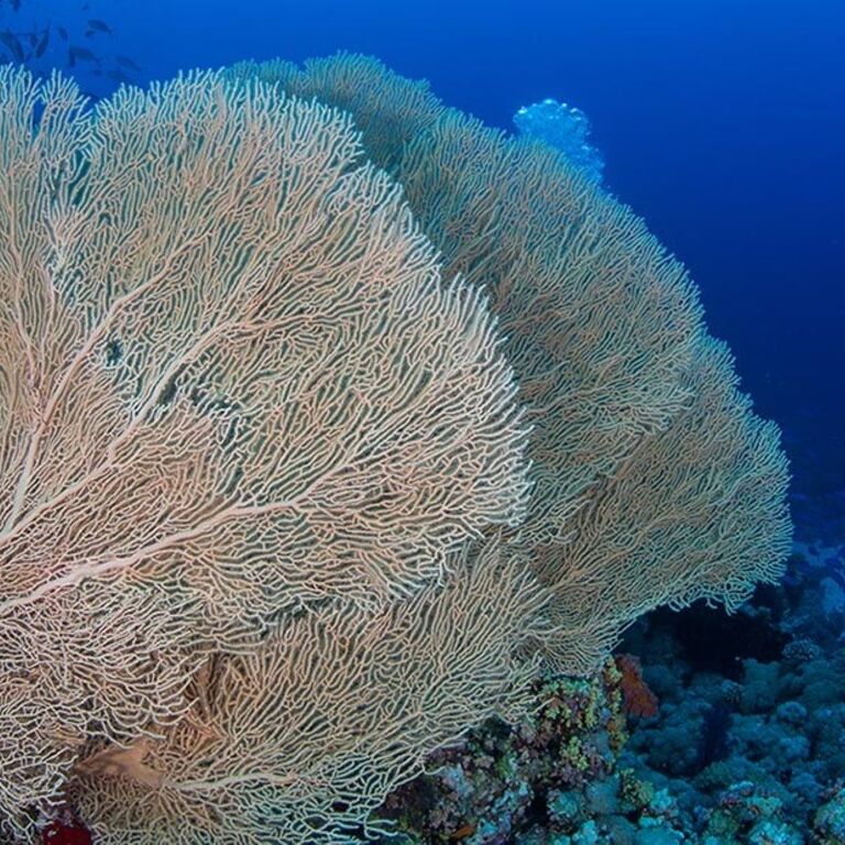 Coral Beach Diving
