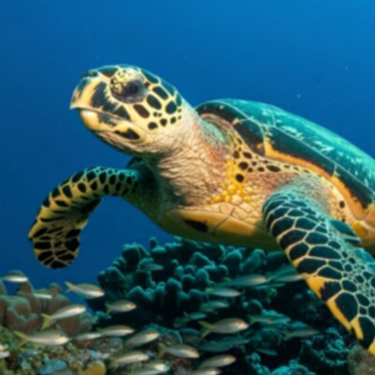Coral Beach Diving
