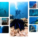 Coral Beach Diving