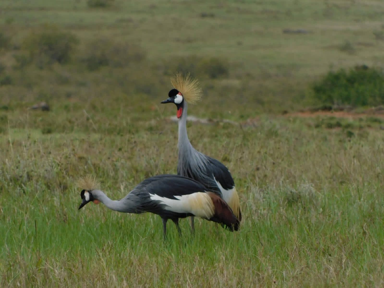 Rangelands Outback Camp