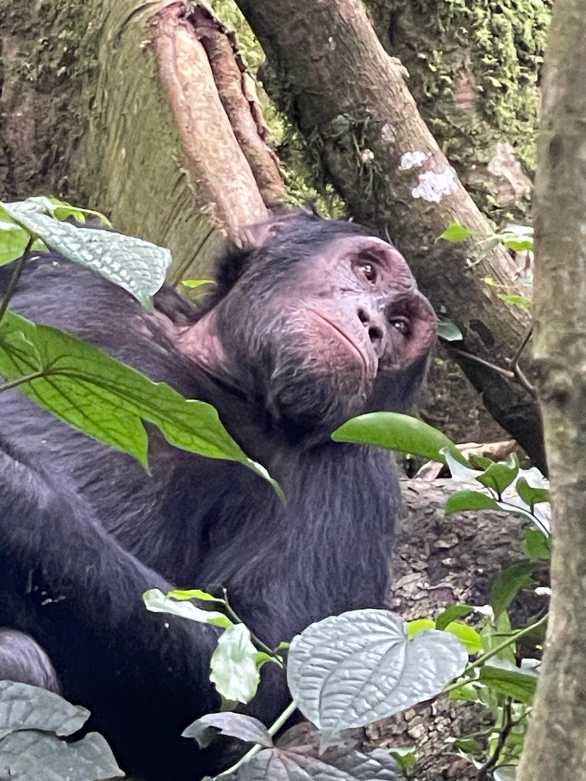 Bwindi Hills Gorilla Safaris