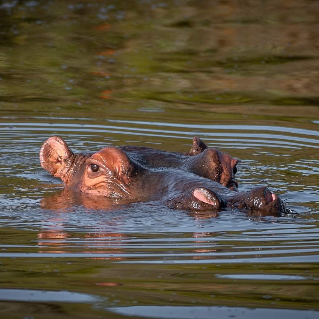 Kumulonga Travel Architect