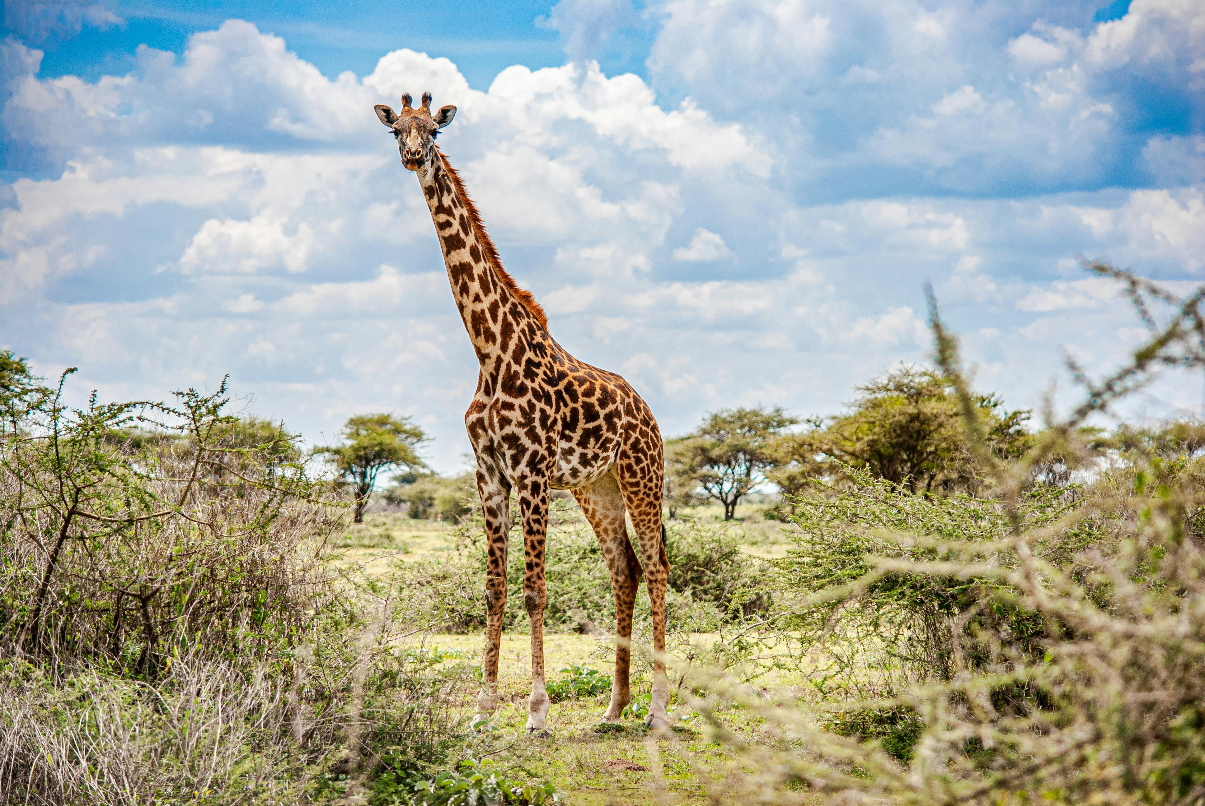 AFRICAN WOODLAND SAFARIS