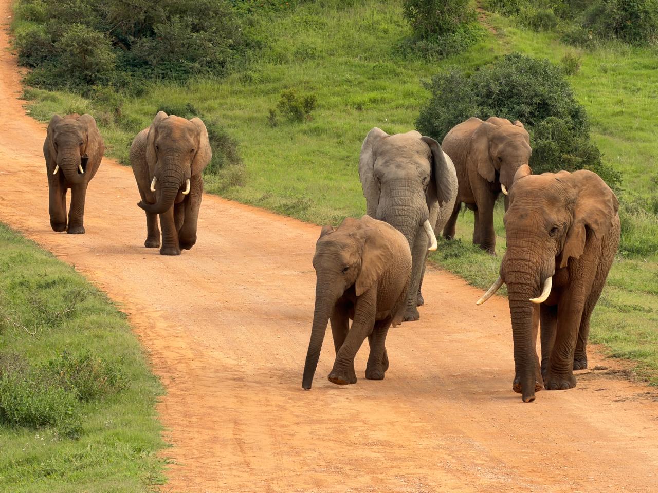 Addo Adventure Tours & Safaris