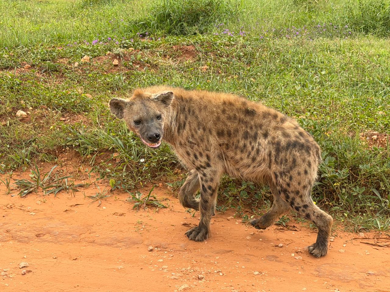 Addo Adventure Tours & Safaris