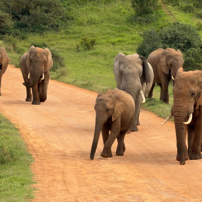 Addo Adventure Tours & Safaris