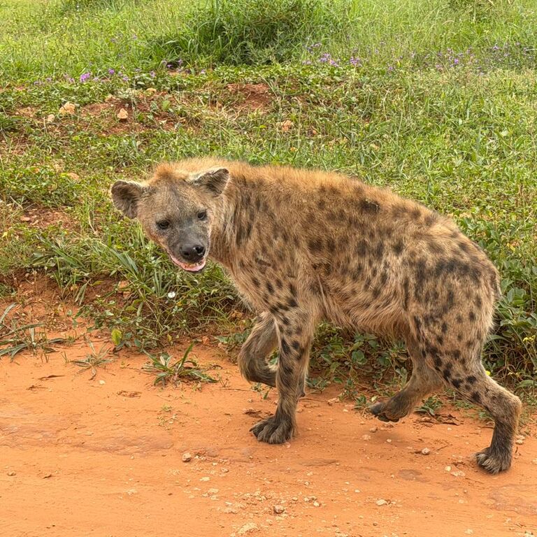 Addo Adventure Tours & Safaris
