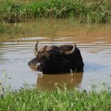Addo Adventure Tours & Safaris