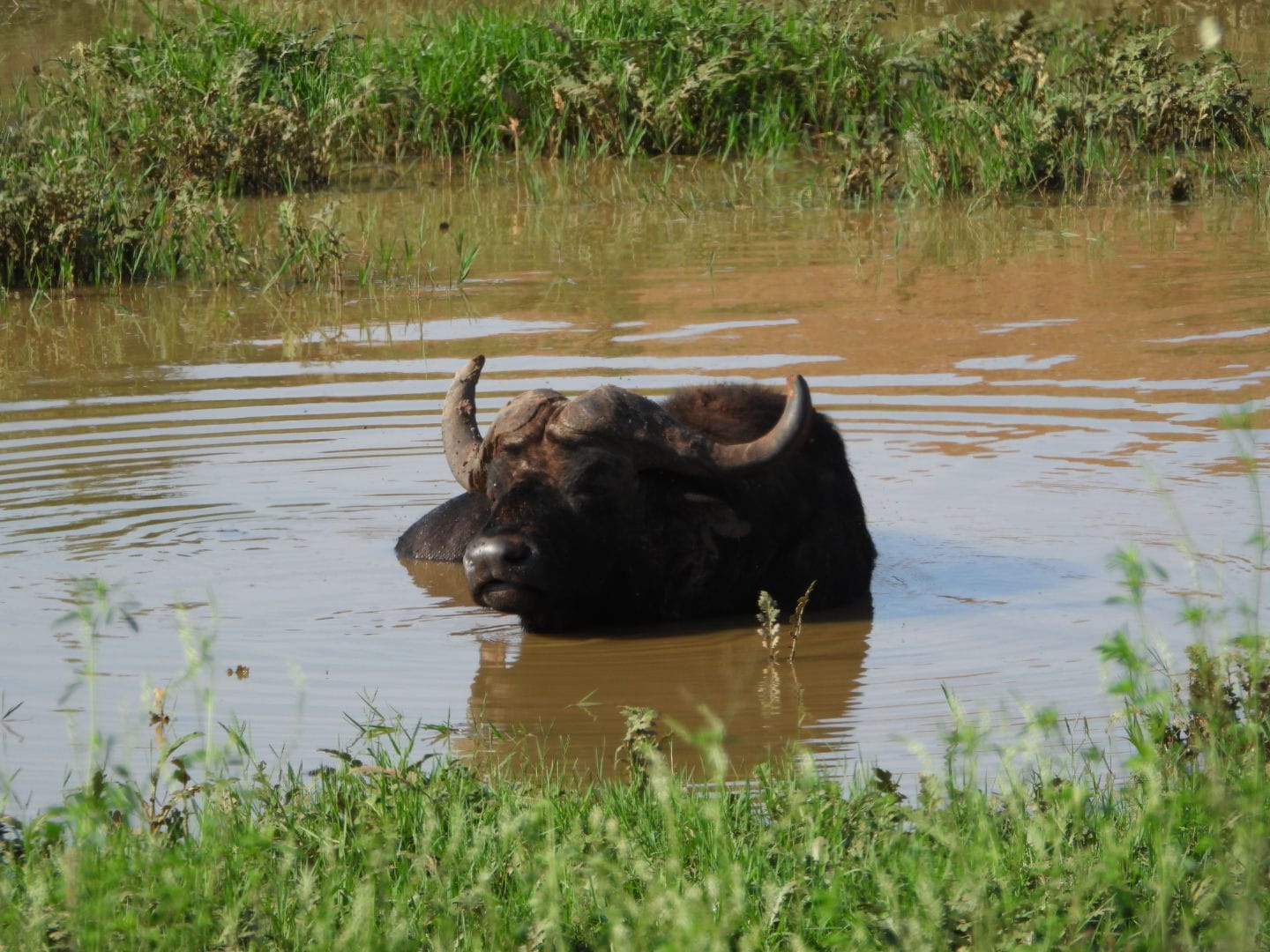 Addo Adventure Tours & Safaris