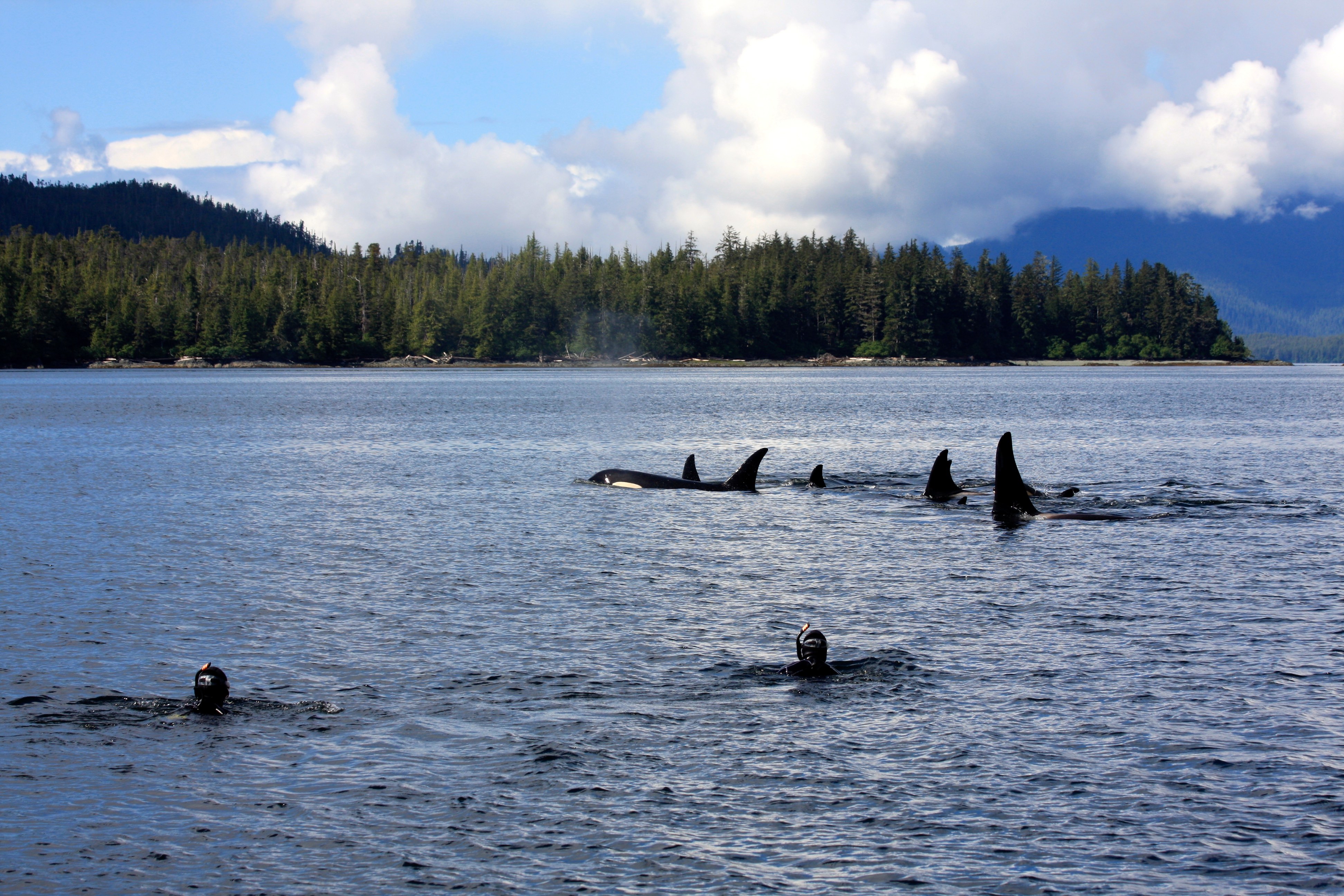 Snorkel Alaska