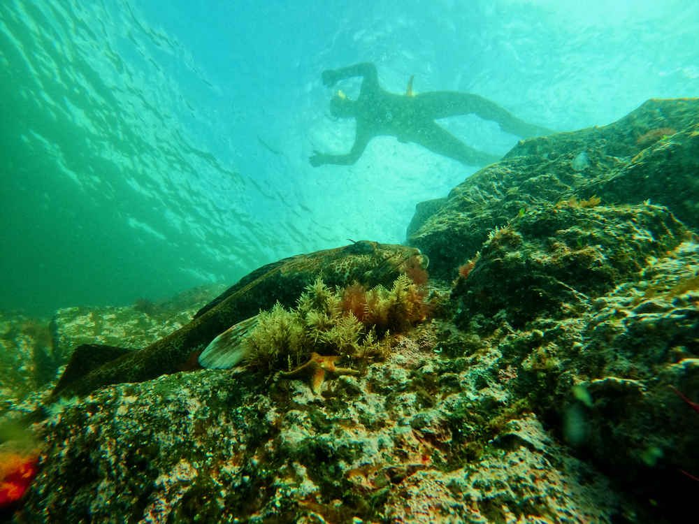 Snorkel Alaska