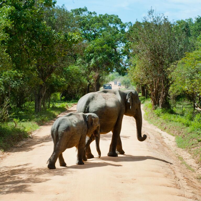Kotiya Safari