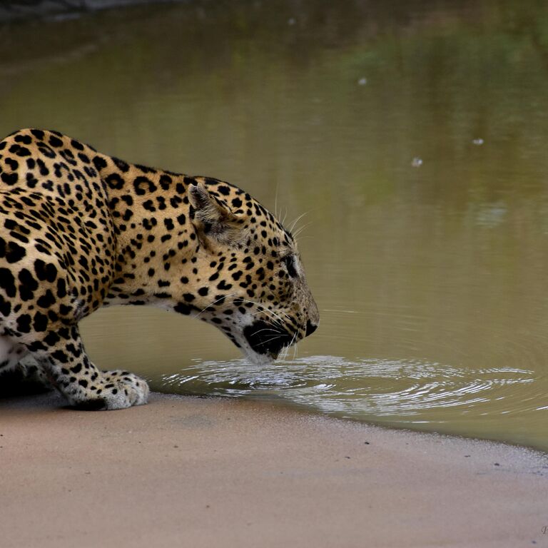 Kotiya Safari