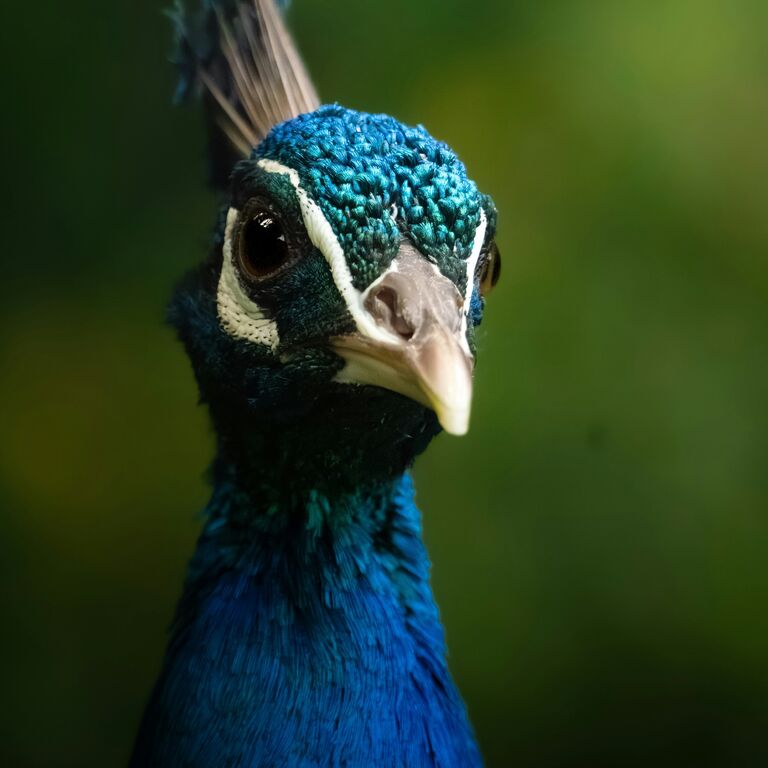 Kotiya Safari