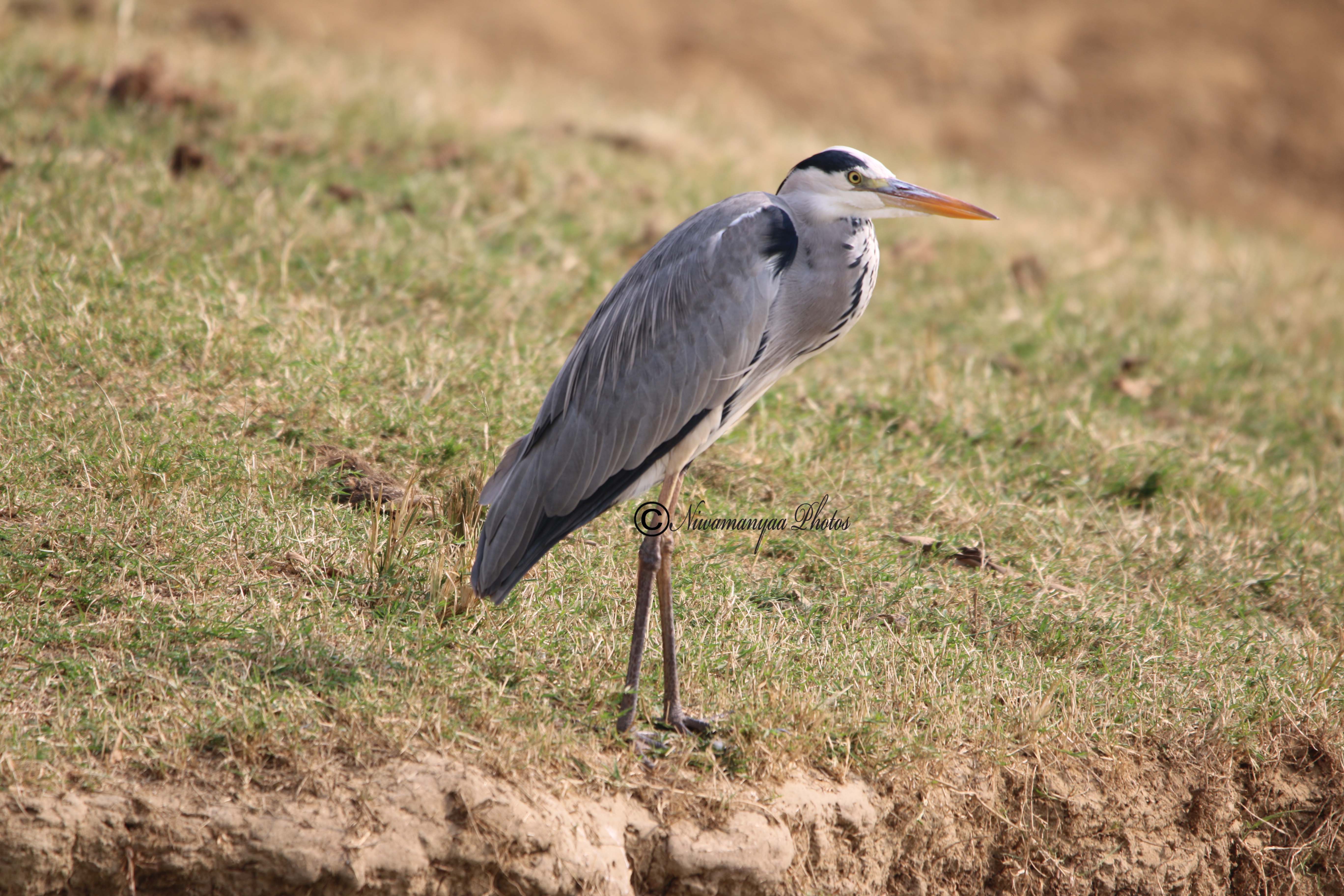 EPIC UGANDA VACATION