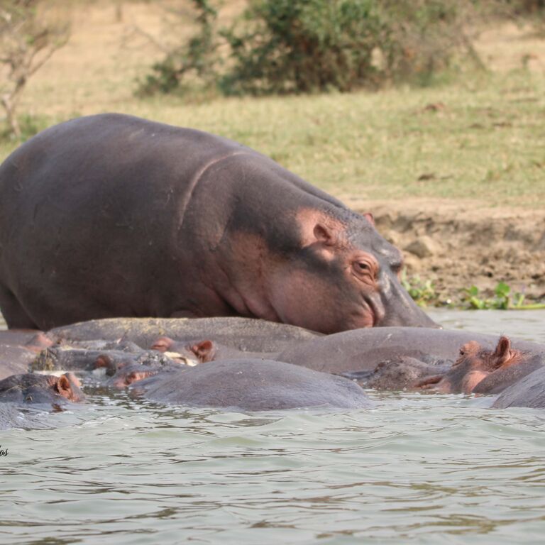 EPIC UGANDA VACATION