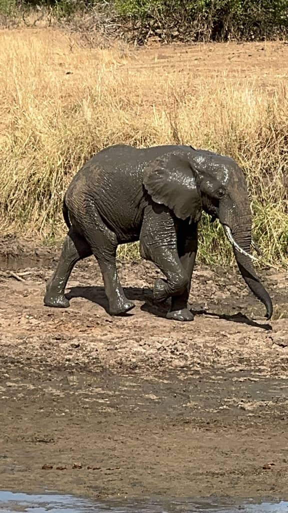 AFRICA TANGOSE SAFARIS