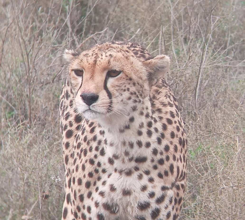AFRICA TANGOSE SAFARIS