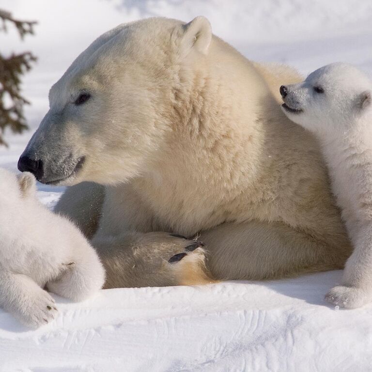 Arctic Adventures Lapland